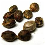 Семена марихуаны АК-47  (Seeds AK-47) в Шахунье